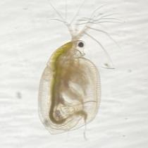 Daphnia