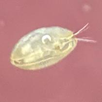 Ostracod