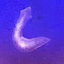 Planarian