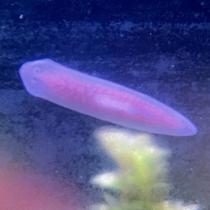 Planarian