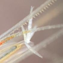 Shrimp Leech (Leech Worm)