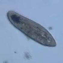 Paramecium