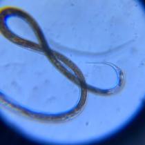 Nematode