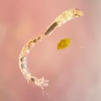 Chironomid Larva