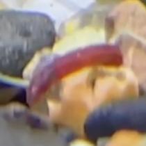 Chironomid Larva (Red Worm)