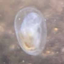 Freshwater Limpet (Limpet)