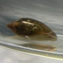 Bladder Snail