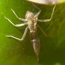 Dragonfly Nymph