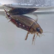 Diving Beetle