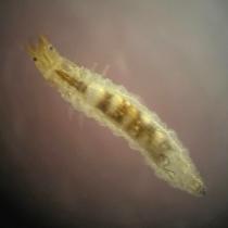Water Beetle Larva