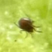 Water Mite
