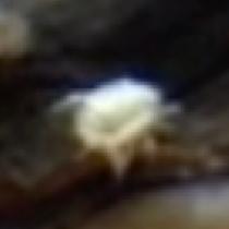 Water Mite