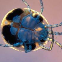 Water Mite
