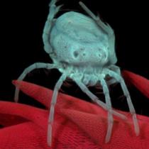 Water Mite