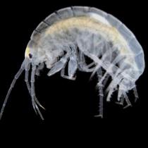 Amphipod